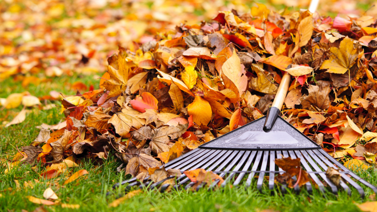 Burn Calories Raking Leaves